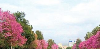 PRIMAVERAL.- No hace frio, tampoco calor. La temperatura es primaveral. Es una ciudad moderna con dos caras distintas. Hay barrios antiguos y tradicionales, calles en las que no se mucha gente. Calles que parecen desoladas, como en esa serie de antaño: La Ciudad Desconocida. El centro se parece a Lima, con calles como las del Cercado. Pero también tiene ciudades muy bonitas, barrios residenciales, gente con biotipos europeos. Dicen que hay muchos descendientes de alemanes, que problaron la ciudad después de las guerras mundiales. Porto Alegre es un gran centro industrial del sur de Brasil y está ubicada en una zona estratégica para el Mercosur.